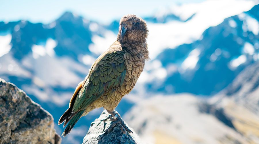 Weihnachtsaktion: Flug nach Neuseeland zu gewinnen