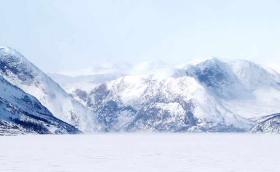 Eisbären – Wanderer in Grönlands Städten?