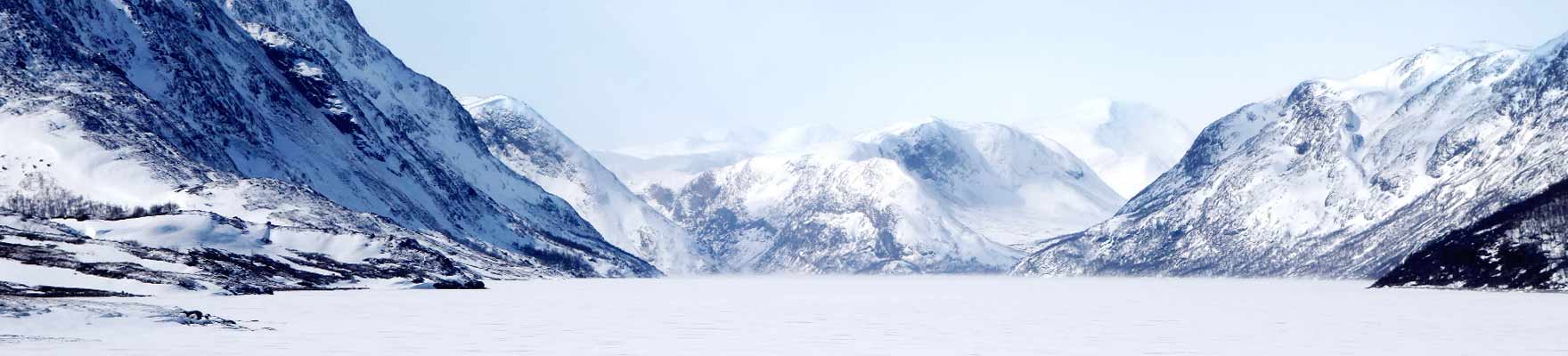 Eisbären – Wanderer in Grönlands Städten?