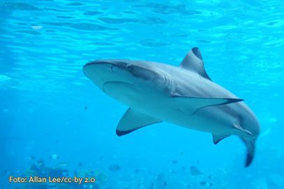 Australien: Leitern toedlicher als Haie