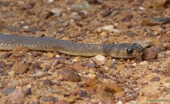 Australien: Leitern toedlicher als Haie