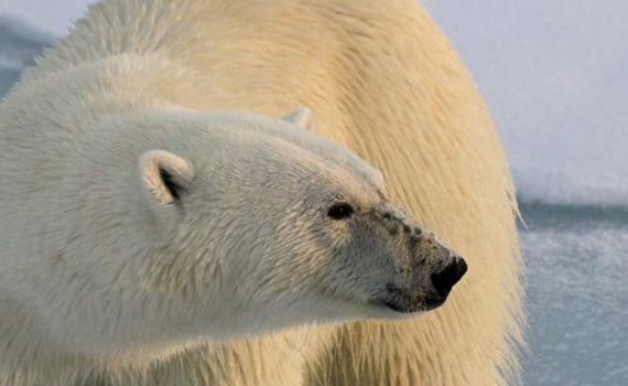 Eisbären – Wanderer in Grönlands Städten?