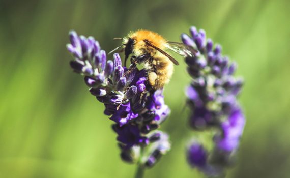 Kanada sagt weltweitem Bienensterben den Kampf an