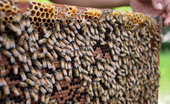 Kanada sagt weltweitem Bienensterben den Kampf an