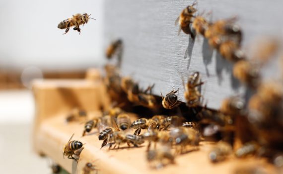 Kanada sagt weltweitem Bienensterben den Kampf an