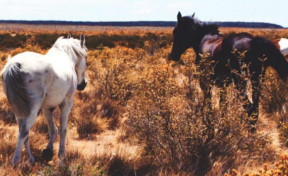 Argentinien: Die besondere Beziehung von Mensch und Pferd