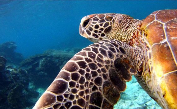 Australien in 100 Tagen, Green Turtle, Lady Elliot Island, eine DVD von Silke Schranz und Christian Wüstenberg