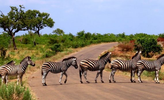 Südafrika, Zebra Abbey Road, ein Film von Silke Schranz und Christian Wüstenberg
