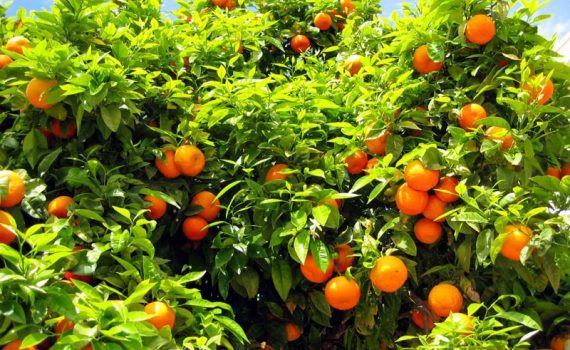 Portugals Algarve auf eigene Faust, ein Film von Silke Schranz und Christian Wüstenberg