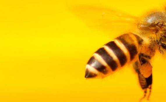 Kanada sagt weltweitem Bienensterben den Kampf an