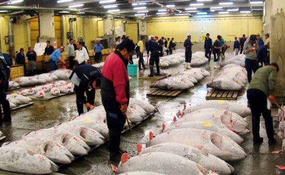 Tsukiji-Fischmarkt in Tokyo