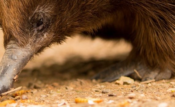 Australien: Wenn ein Ameisenigel allergisch auf Ameisen ist