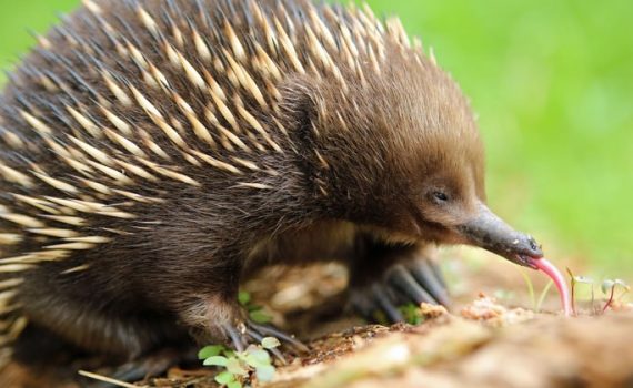Australien: Wenn ein Ameisenigel allergisch auf Ameisen ist
