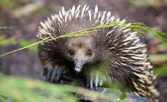 Australien: Wenn ein Ameisenigel allergisch auf Ameisen ist