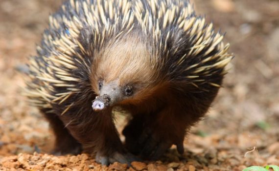 Australien: Wenn ein Ameisenigel allergisch auf Ameisen ist