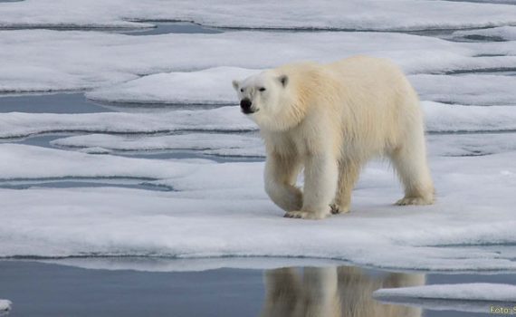 Eisbären – Wanderer in Grönlands Städten?