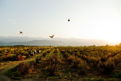 Etwas ganz Besonderes – Übernachten auf einem Weingut in Georgien