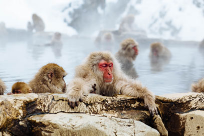 Die Flora und Fauna Japans