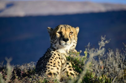 Die Wüste Irans als letzter Zufluchtsort